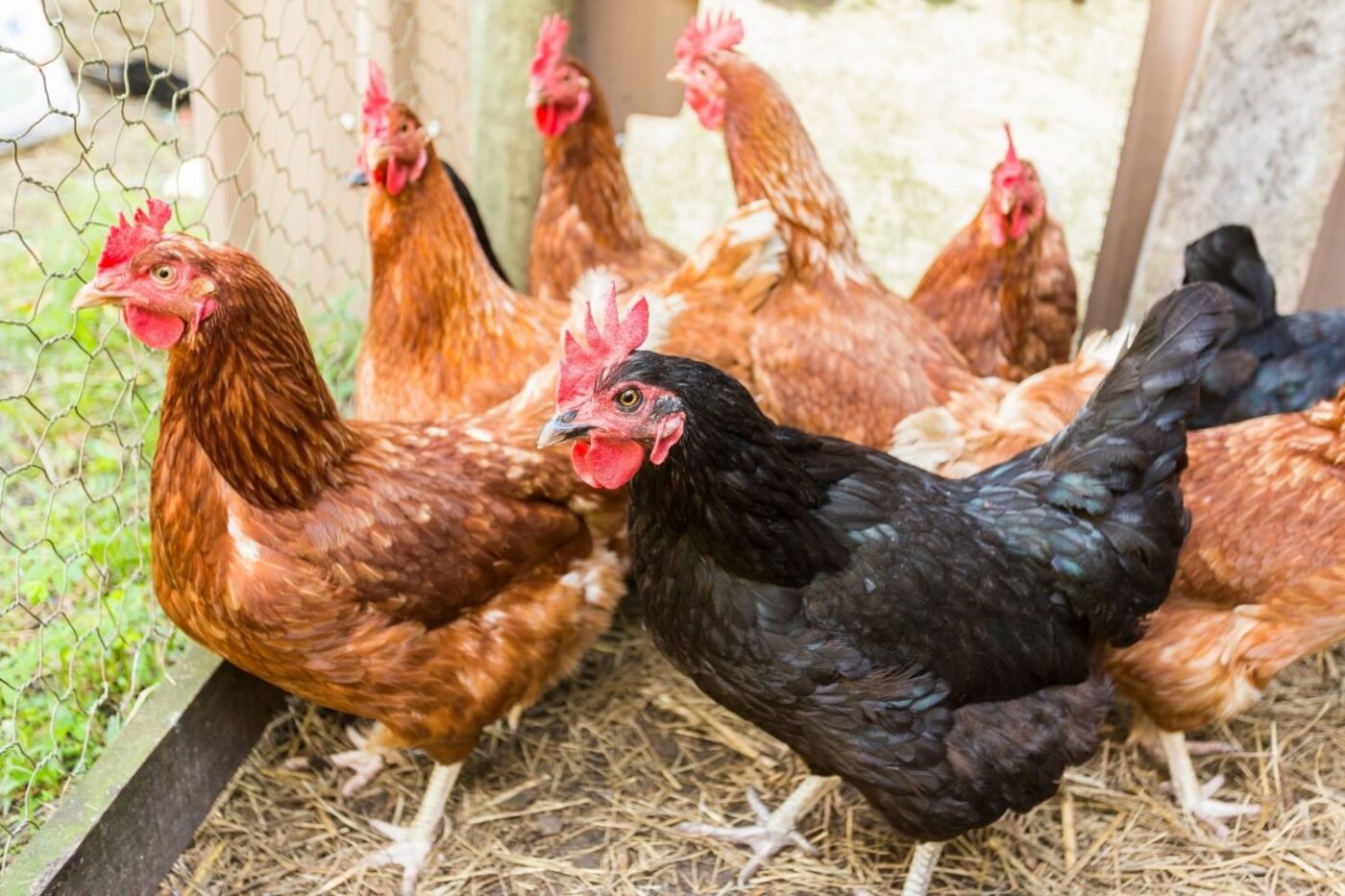 chickens in the backyard