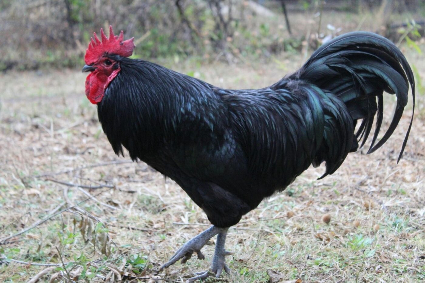 rooster