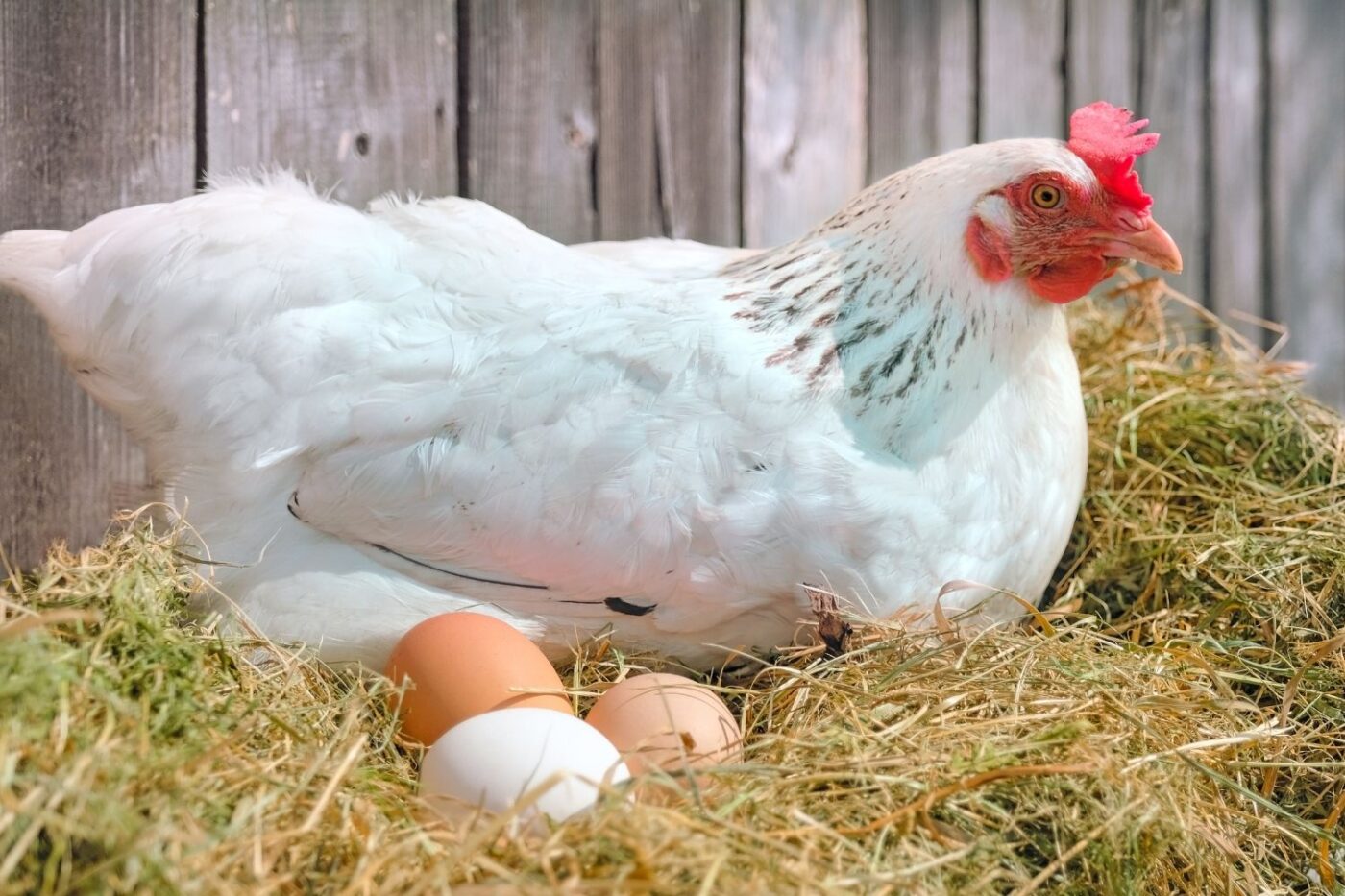 chicken with her eggs in nesting