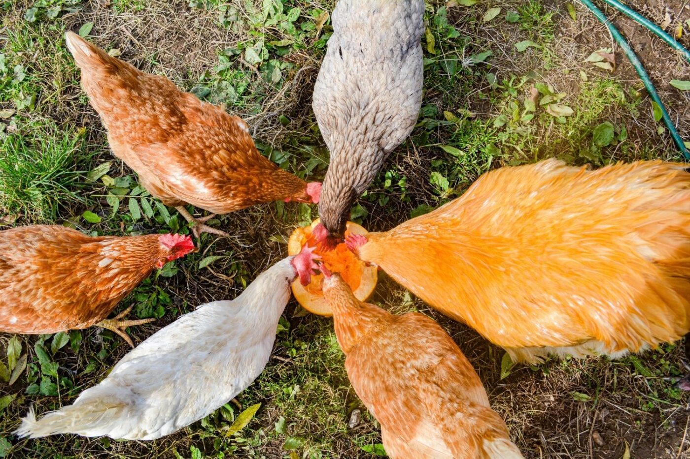 chickens eating a pumpkin in the backyard