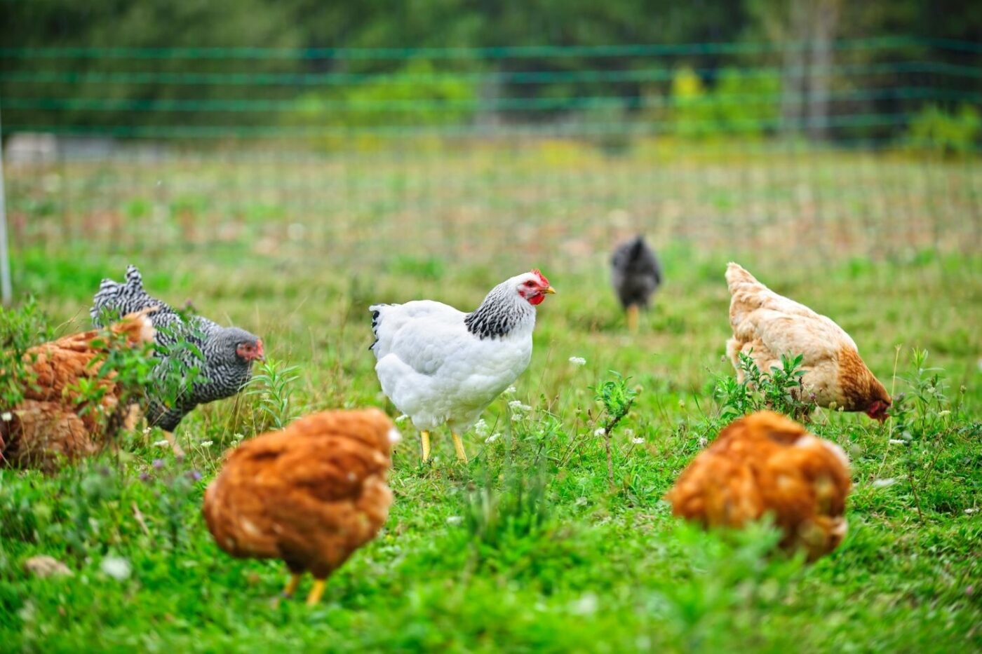 chickens foraging in the backyard