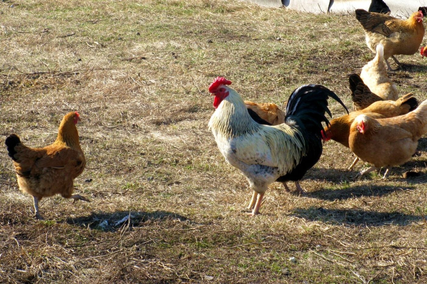 chickens in the backyard free range