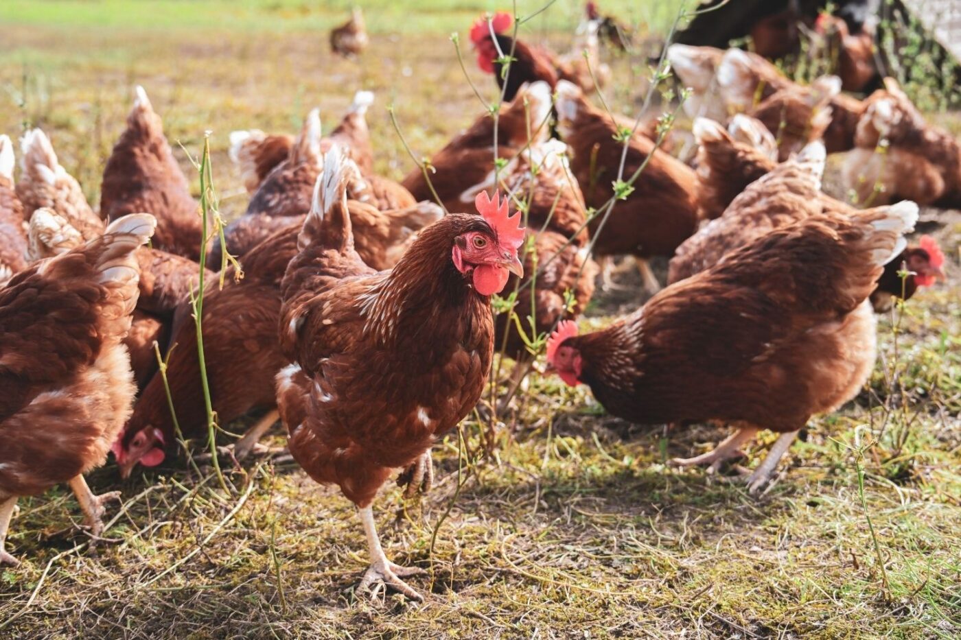 how many chickens can I have in my backyard