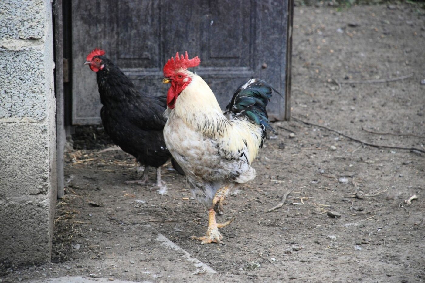 roosters in colorado