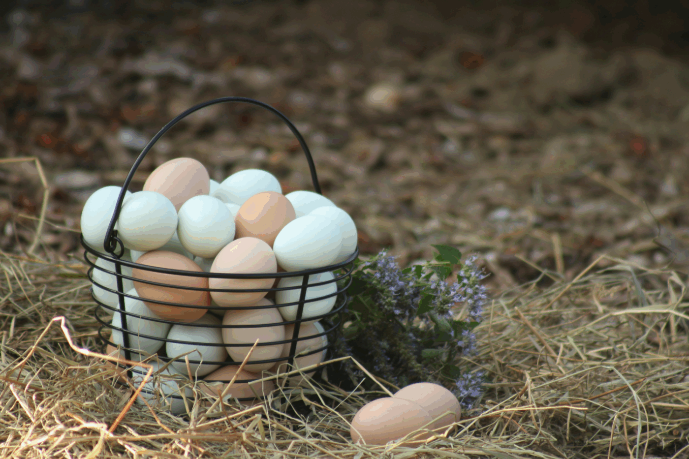 basket of chicken eggs sold in massachusetts