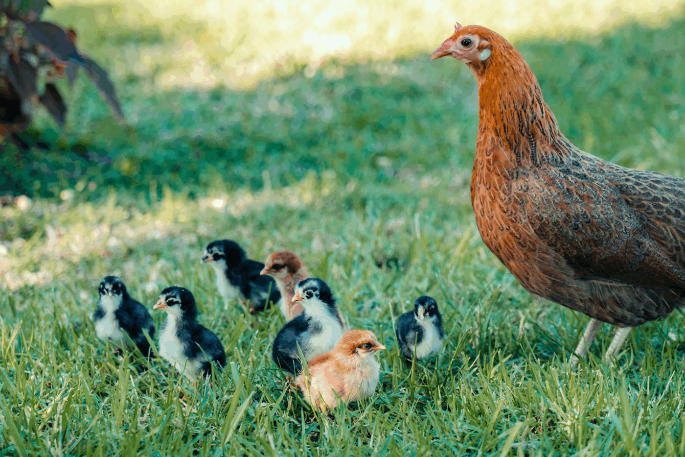 chickens free ranging outside of coop in massachusetts