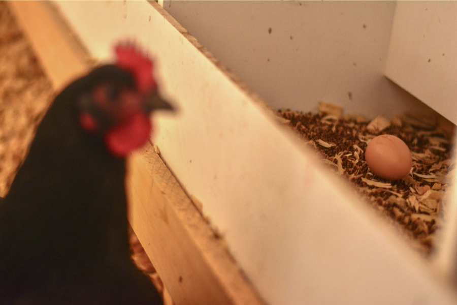 chicken by eggs in laying box