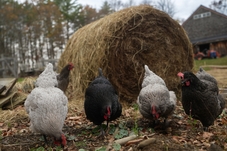 Elam Miller in Best plants for a chicken run – 7 fragrant and floral plants for happy hens and beautiful coops. Chickens eating by hay bale