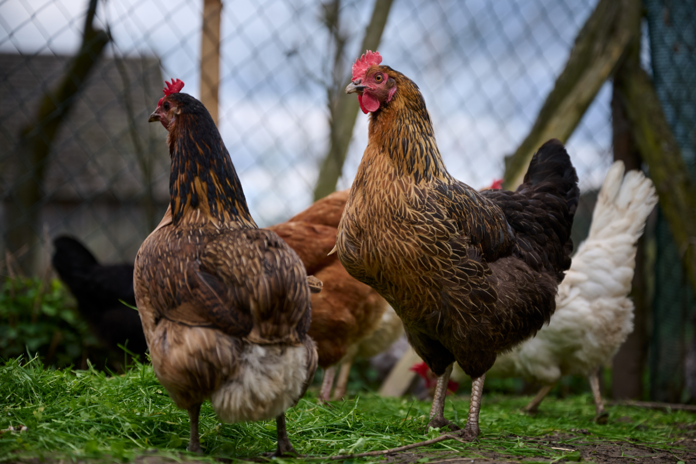 chicken regulations in maine