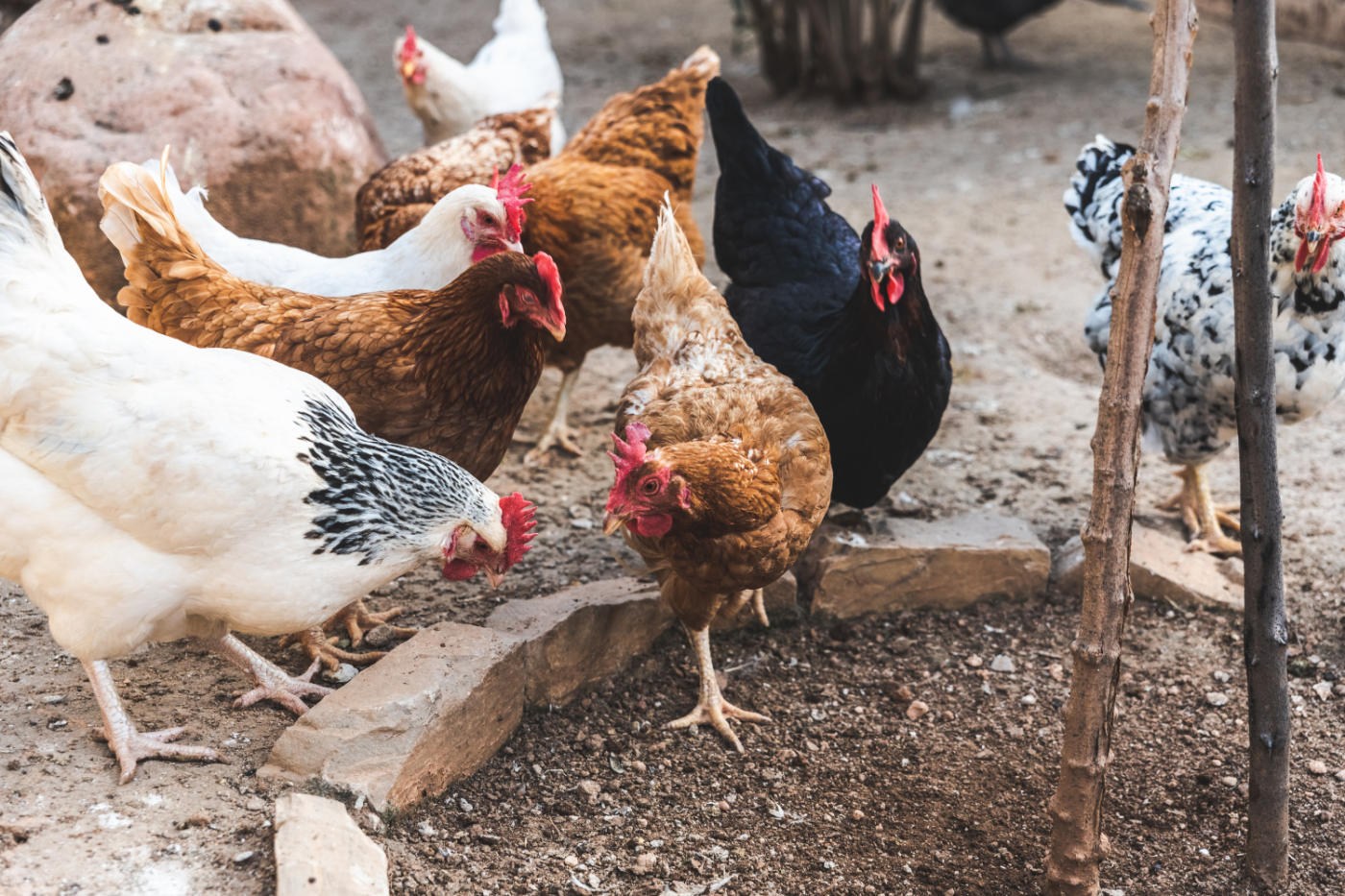 hen regulations in maine