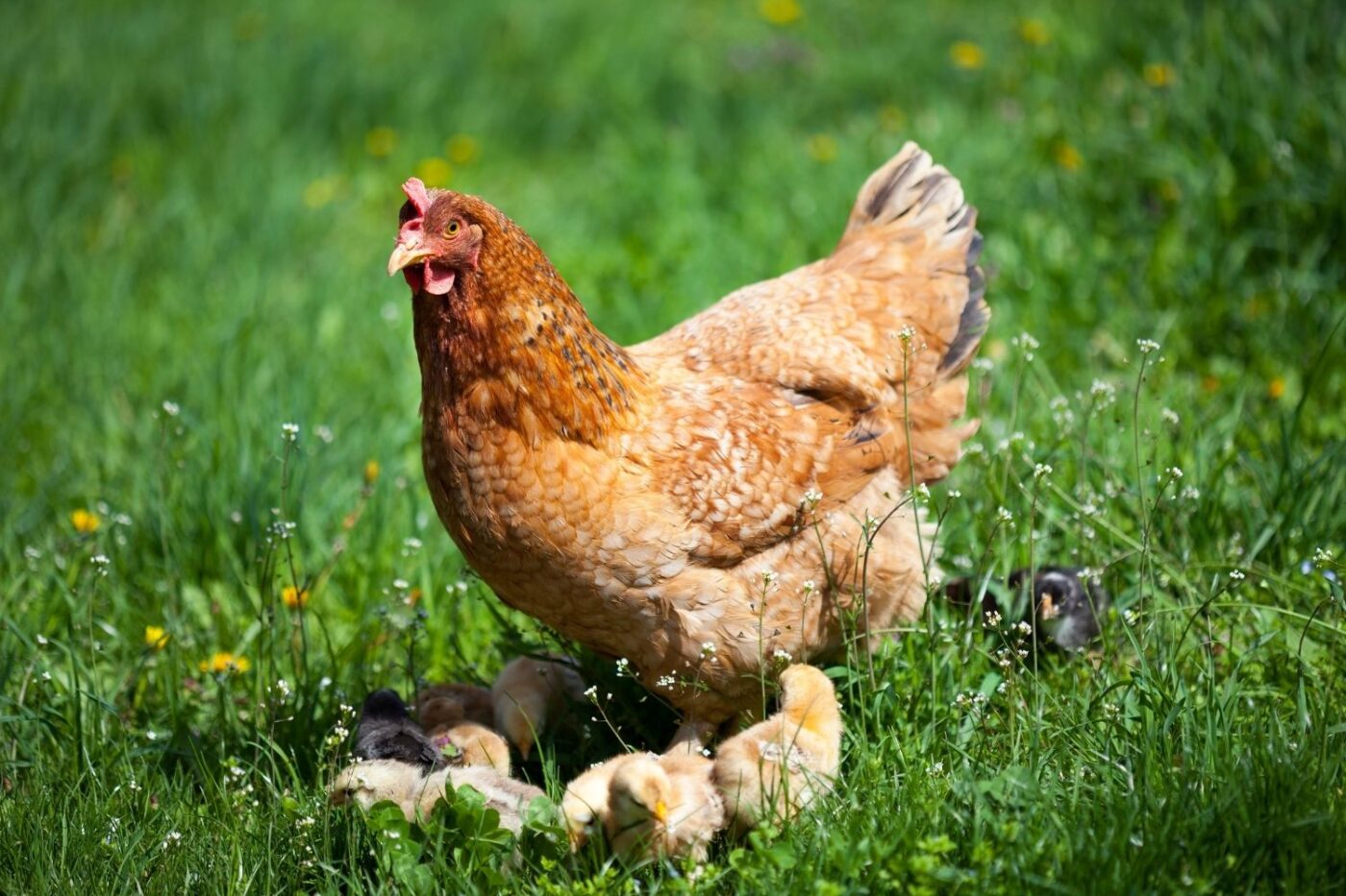 hen with chicks