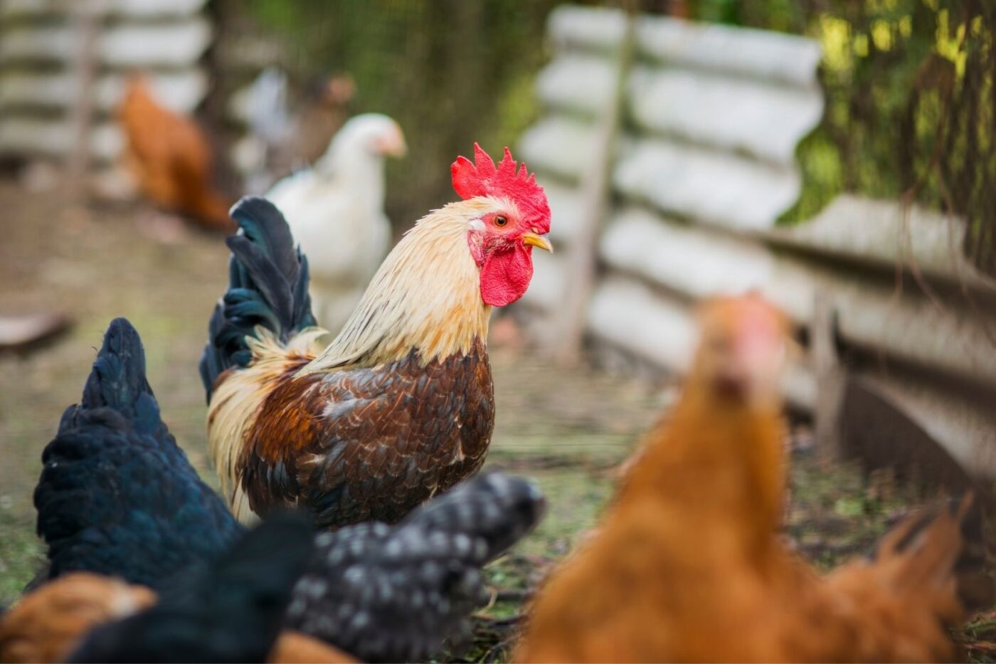 roosters