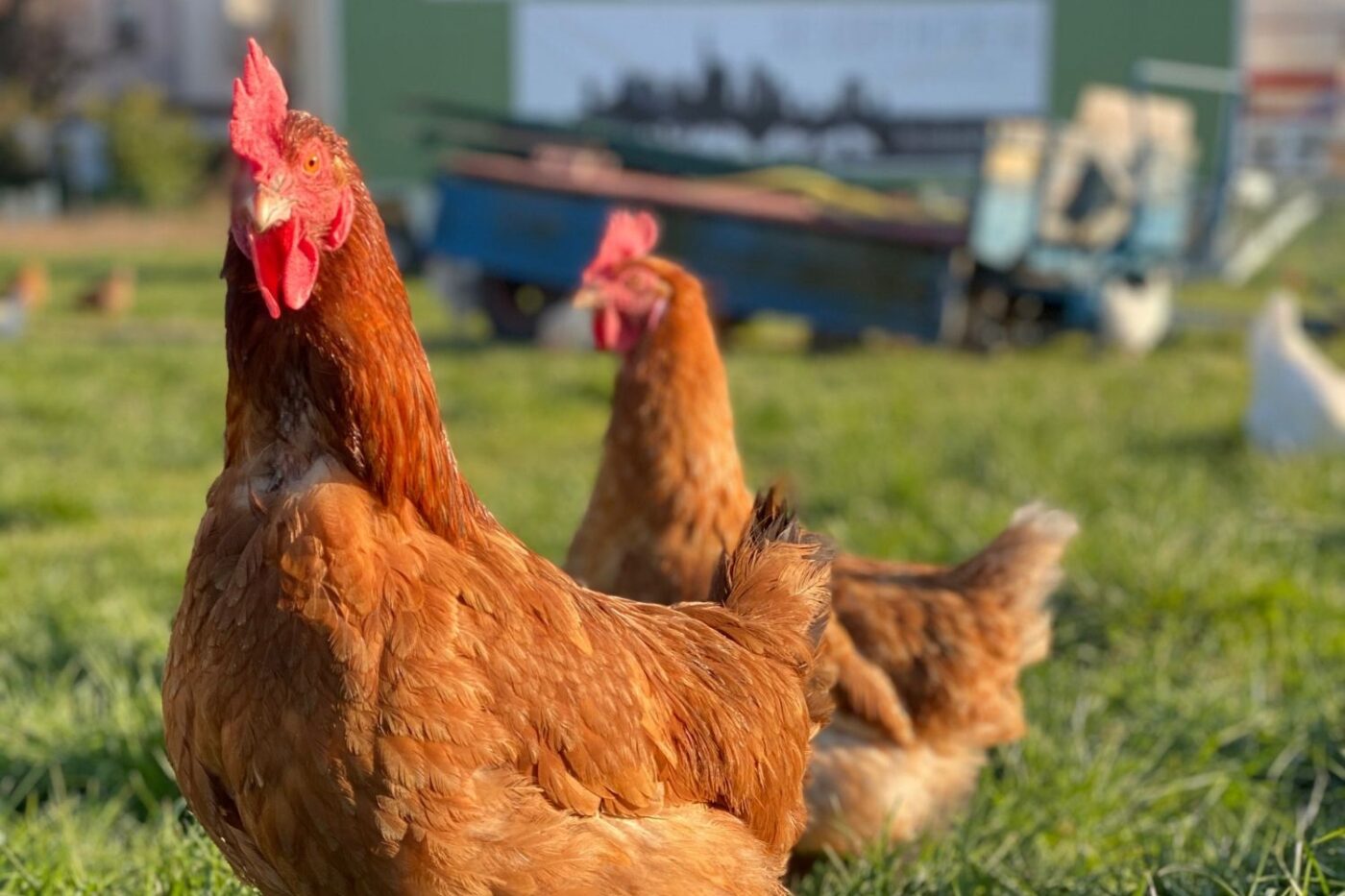 two chickens
