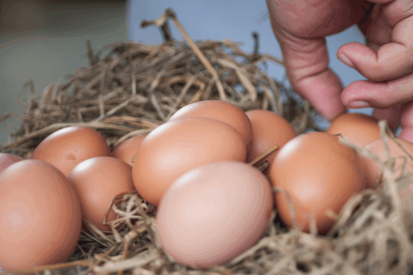 can you sell chicken eggs in missouri