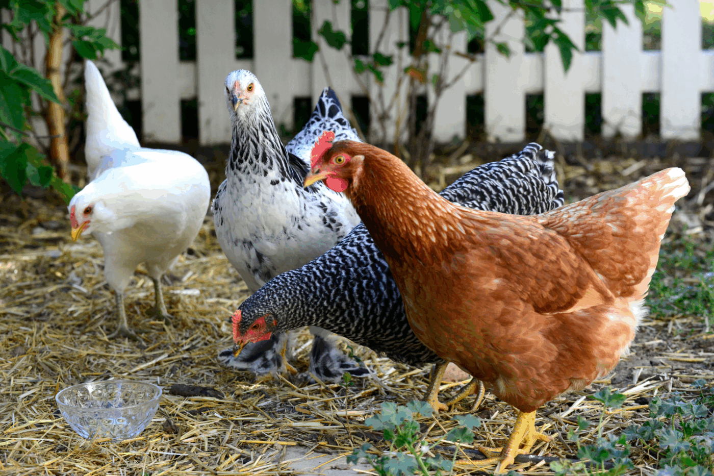 four chickens legal to have in backyard in missouri