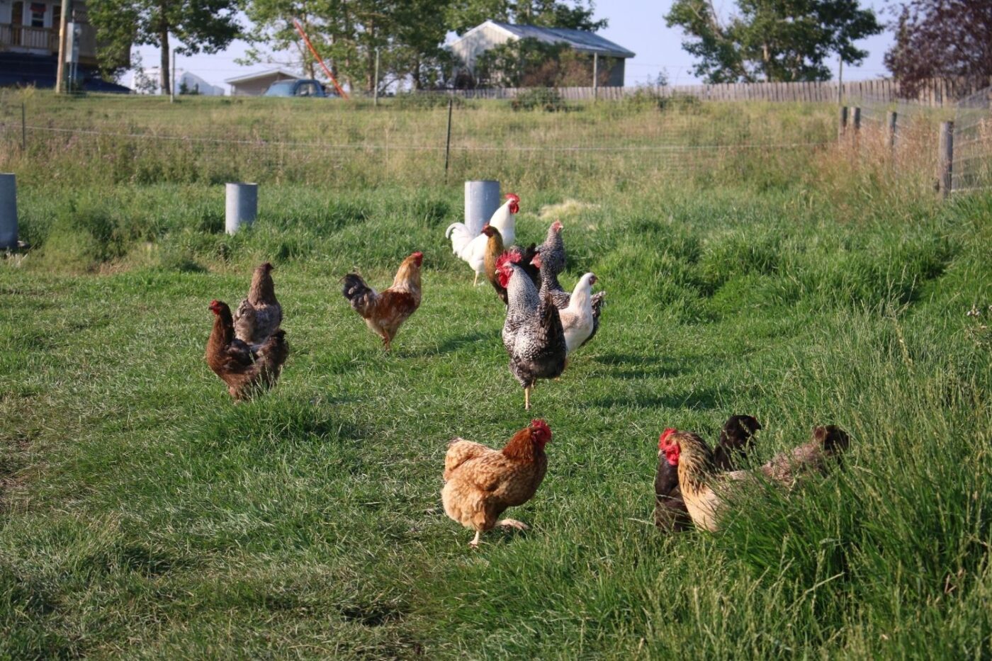 backyard chickens free ranging