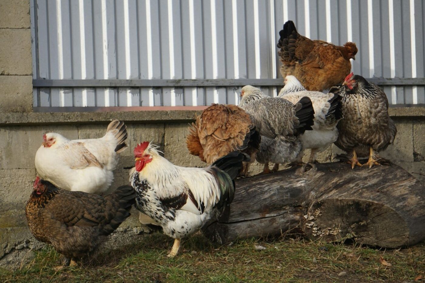 chickens hanging out