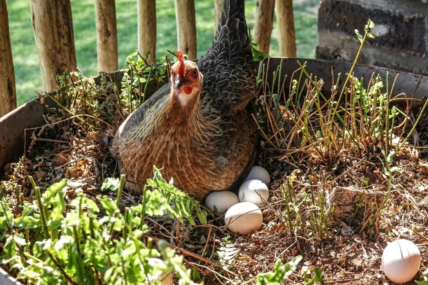 chickens laying eggs