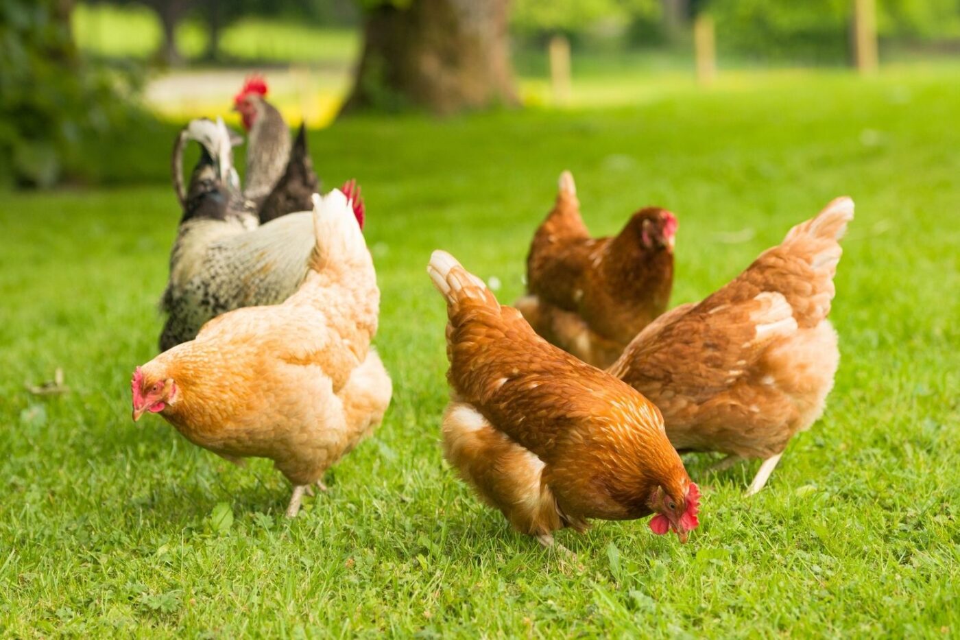 free range chickens copy
