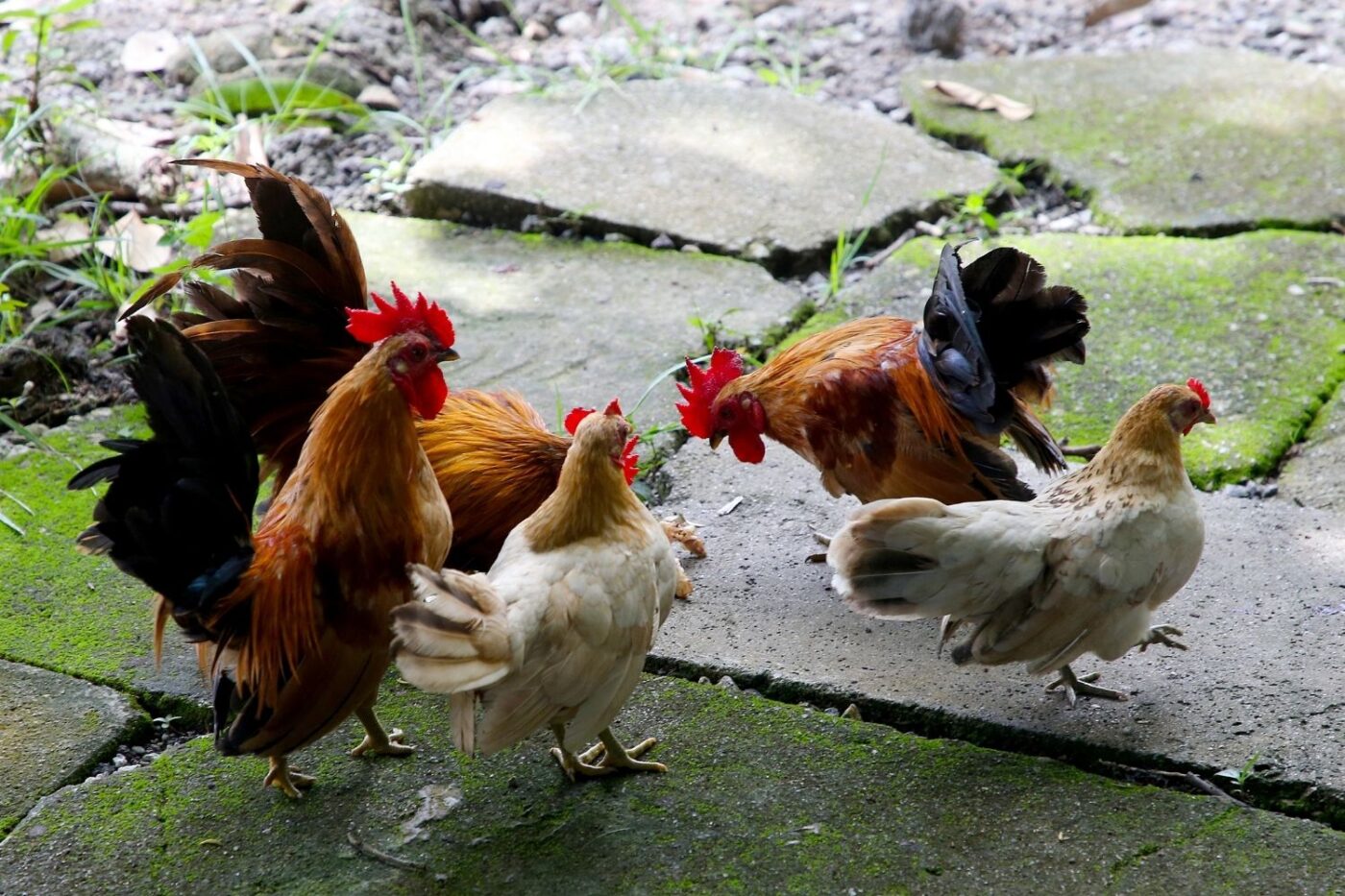 roosters in backyard (1)