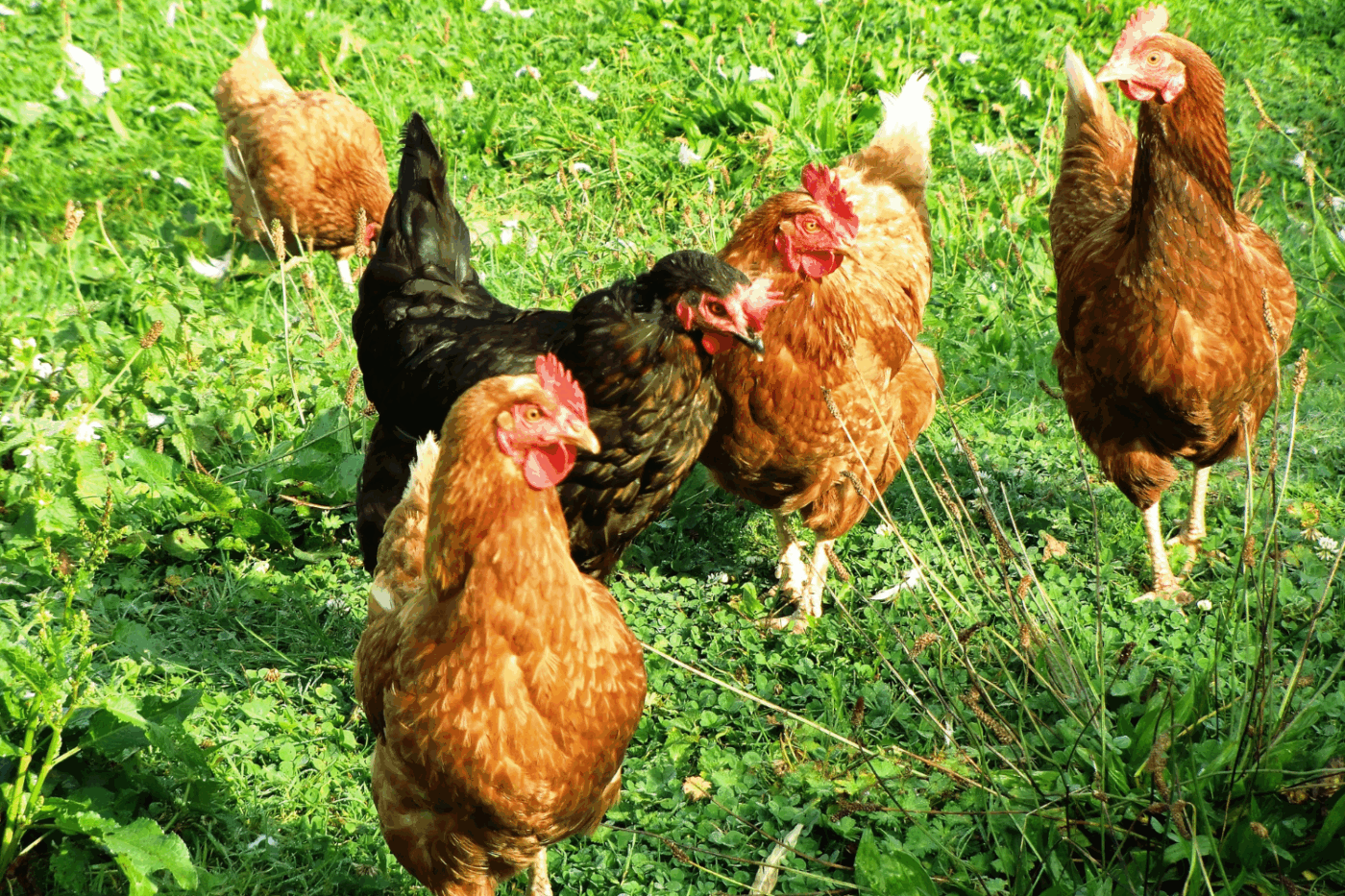 backyard chickens in north carolina