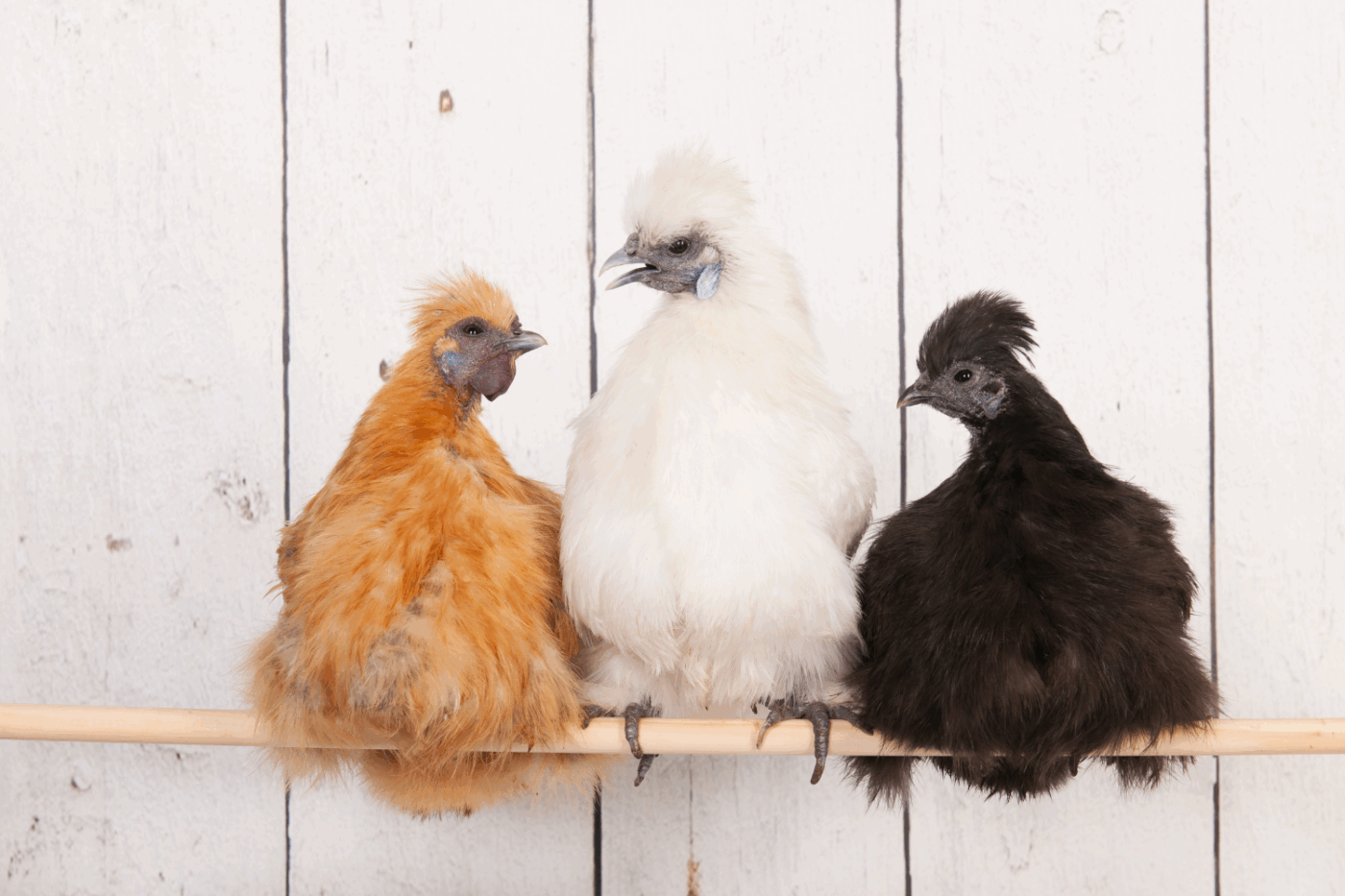 chickens for backyard in north carolina