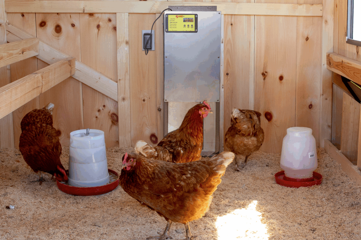 chickens with auto door in north carolina