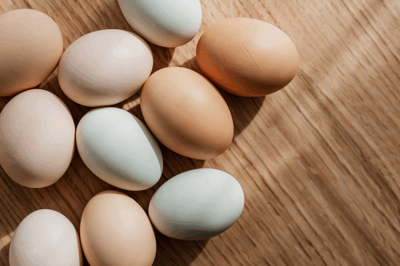 eggs from backyard chickens in north carolina