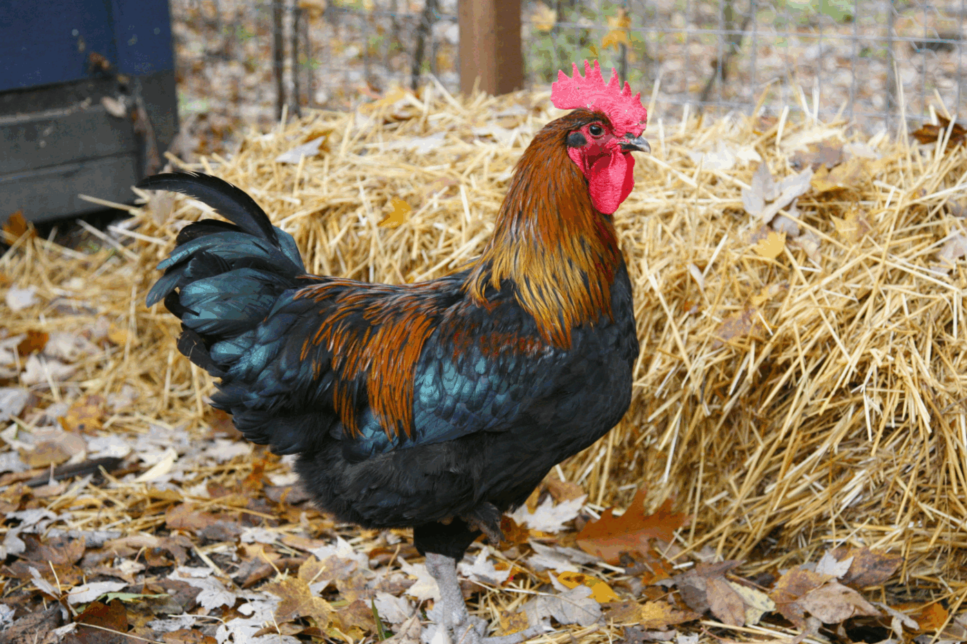 rooster for backyard coop in north carolina