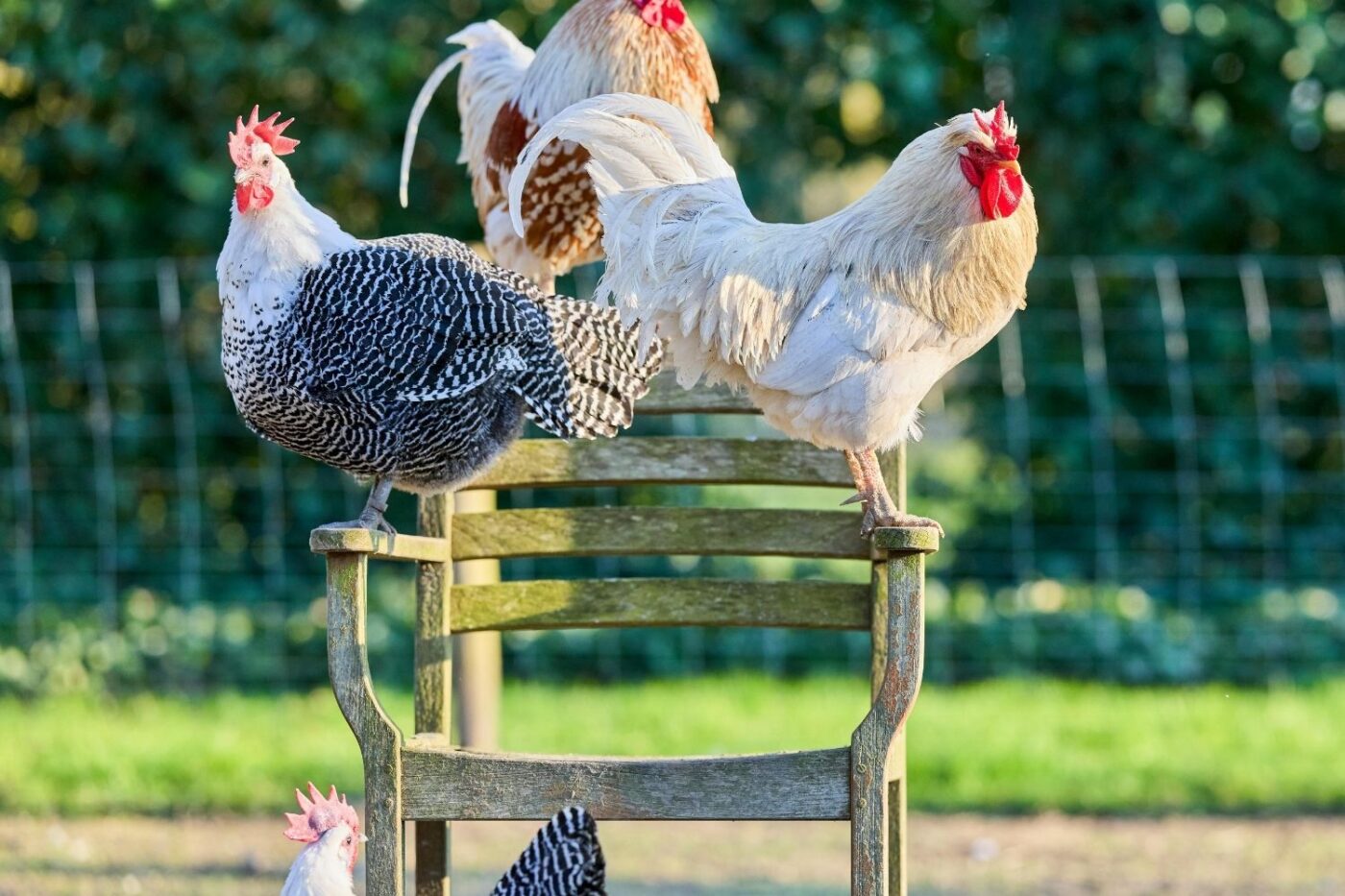 3 roosters