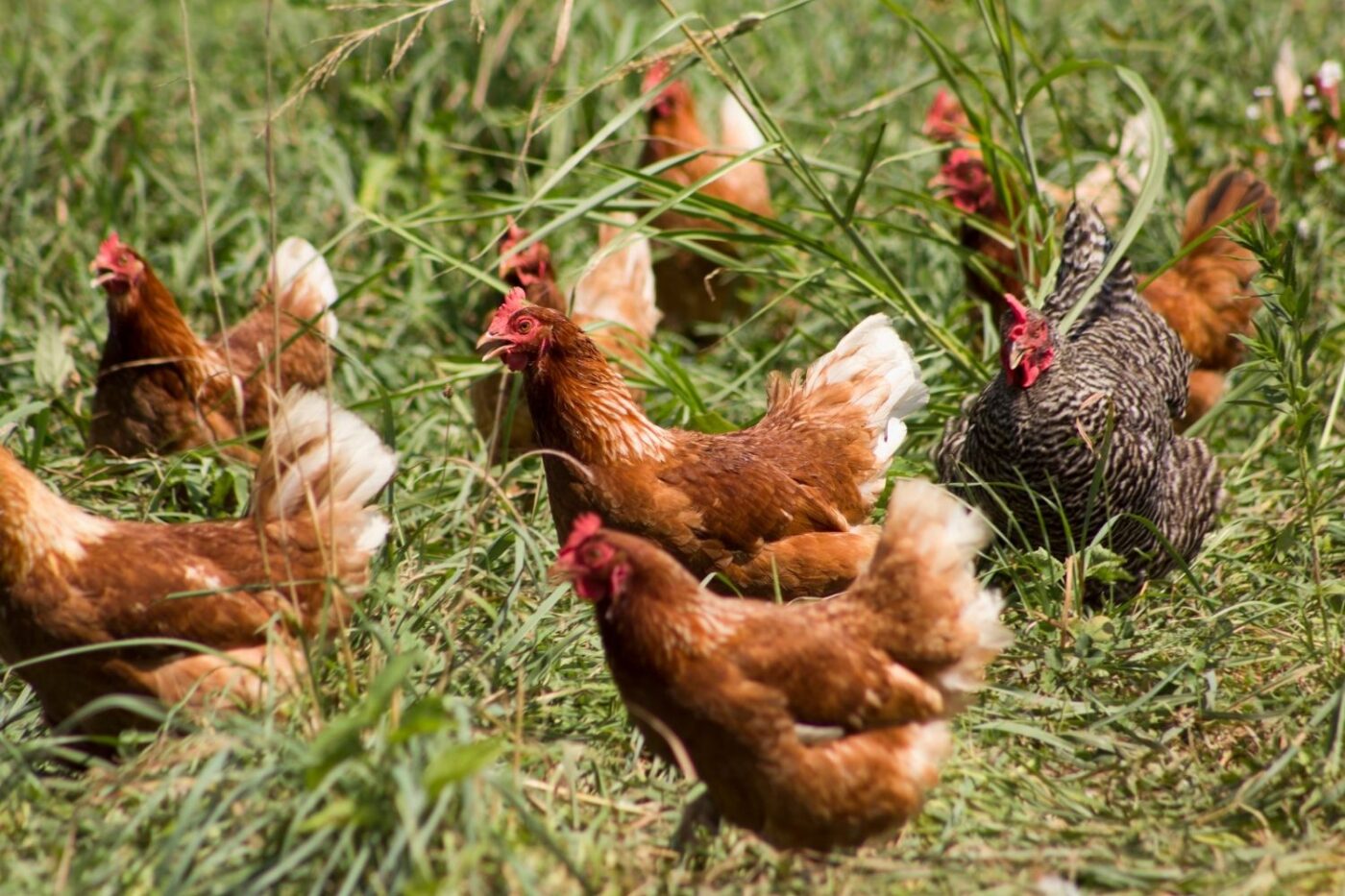 chickens in backyard (3)