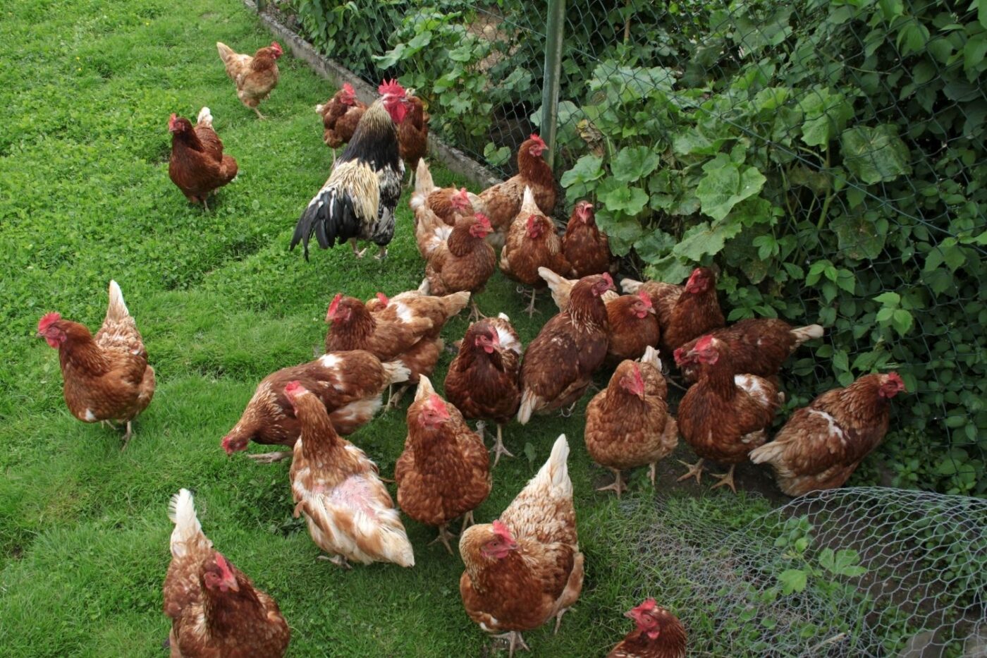 chickens in backyard foraging