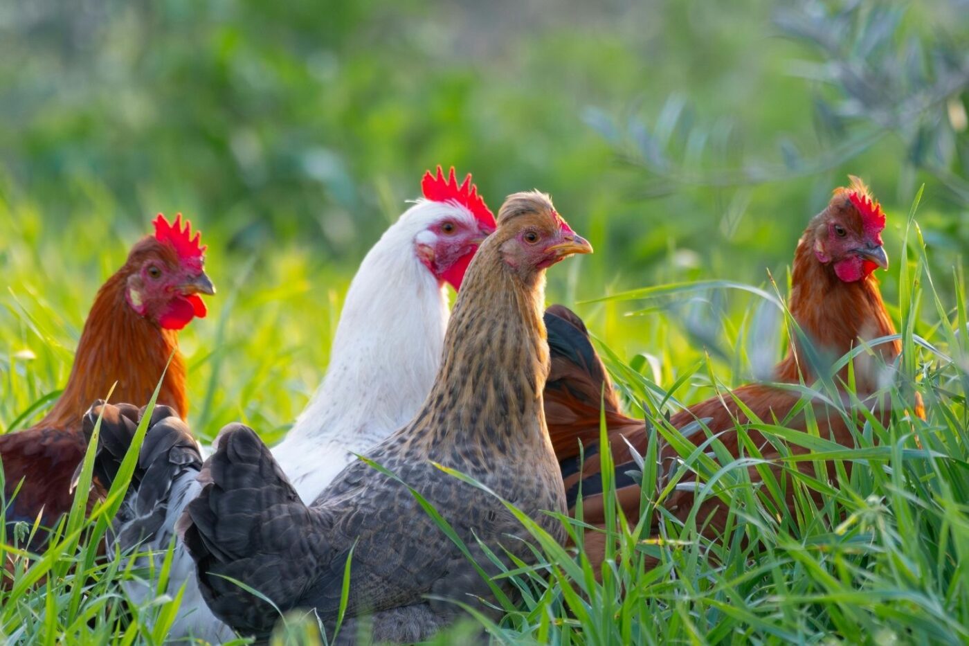 four chickens in backyard foraging