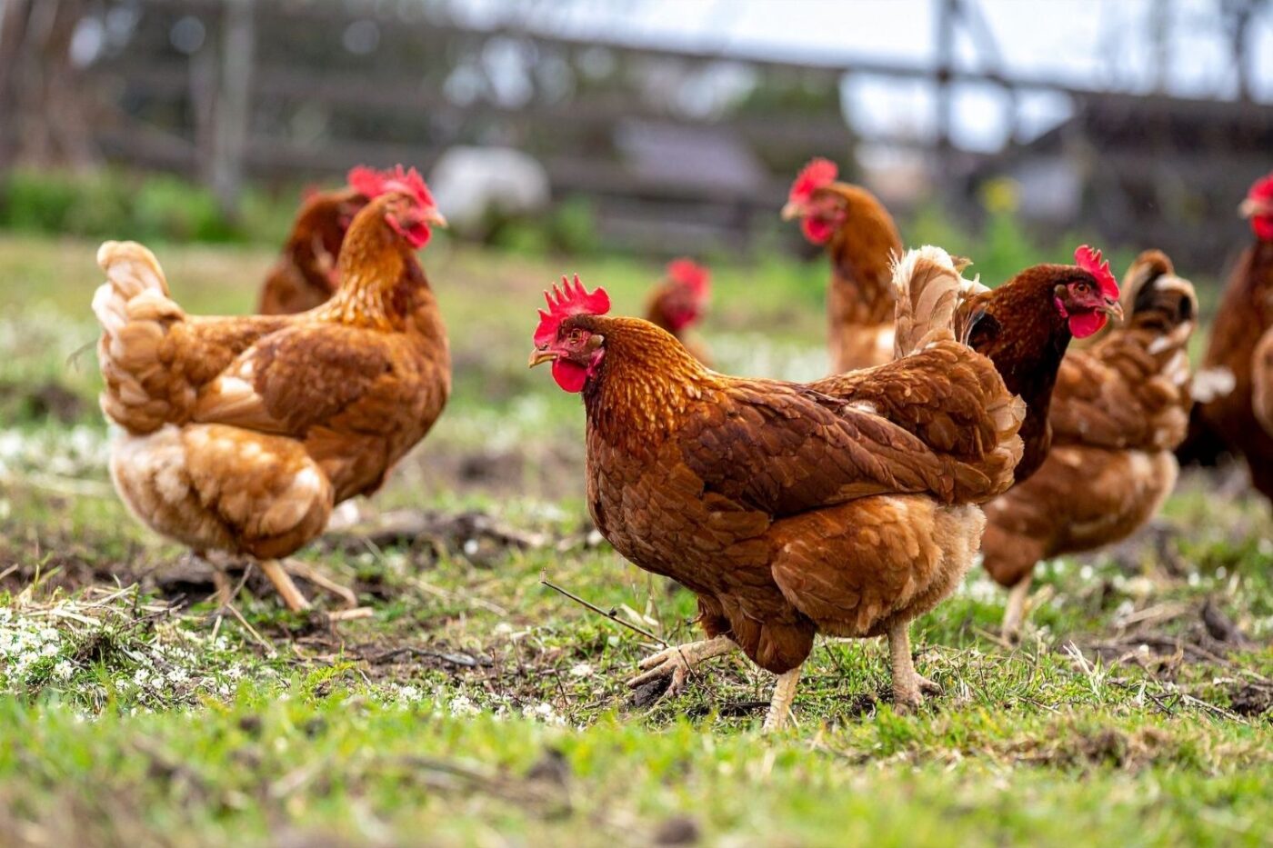 free ranging chickens (1)