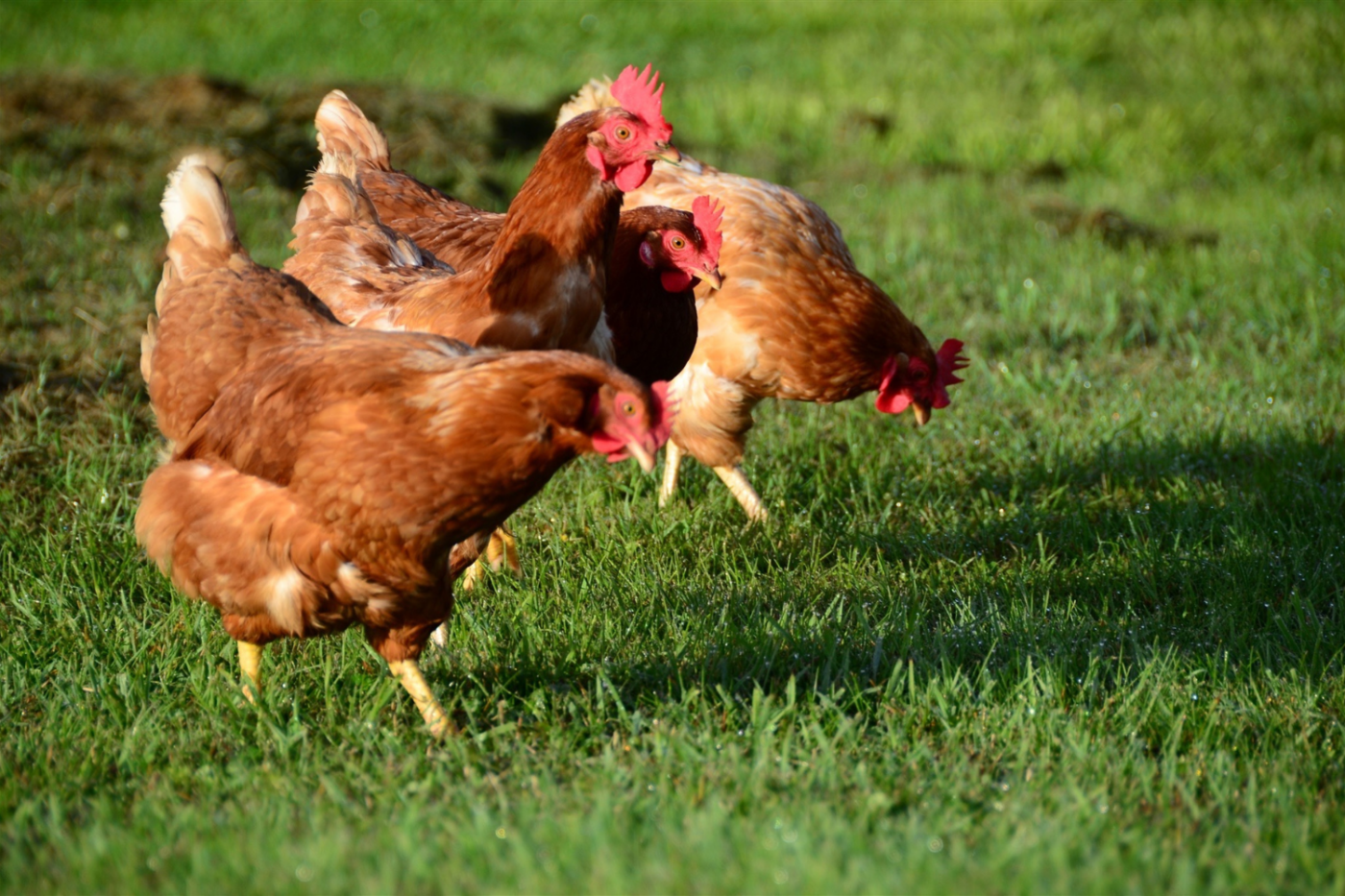 backyard chicken regulations in new hampshire