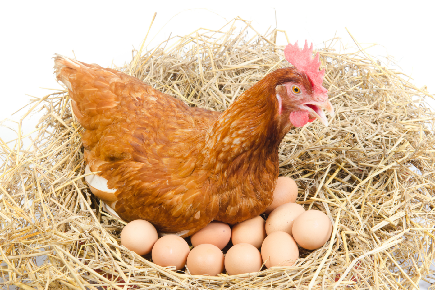 chicken egg regulations in new hampshire
