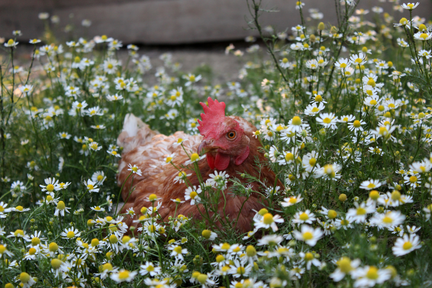 chicken hen regulations in new hampshire