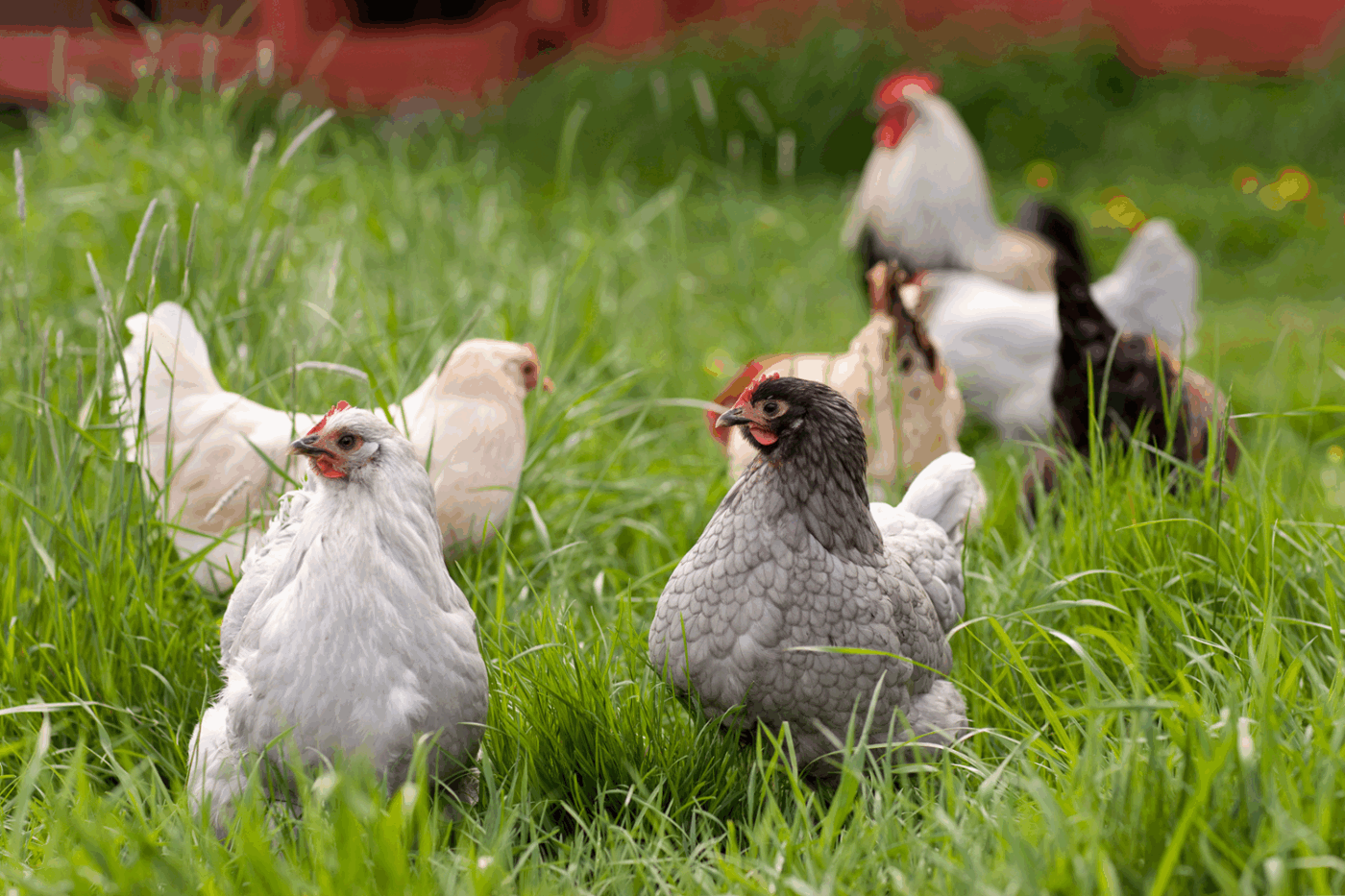 chickens in field in new york