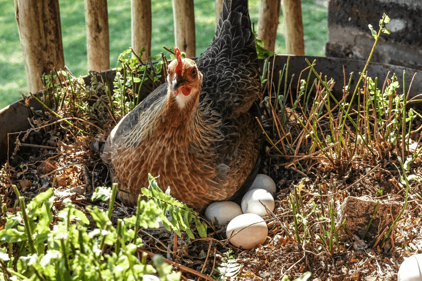 hen with chicken eggs in new york