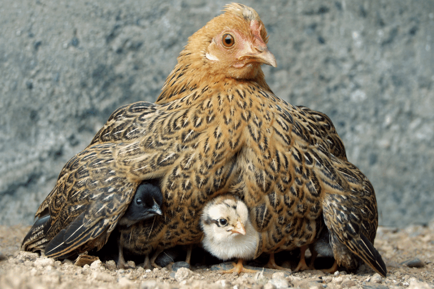 hens with baby chicks in new york