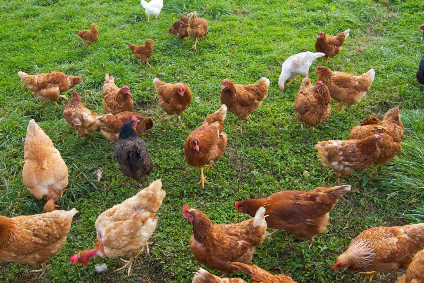 free range chickens