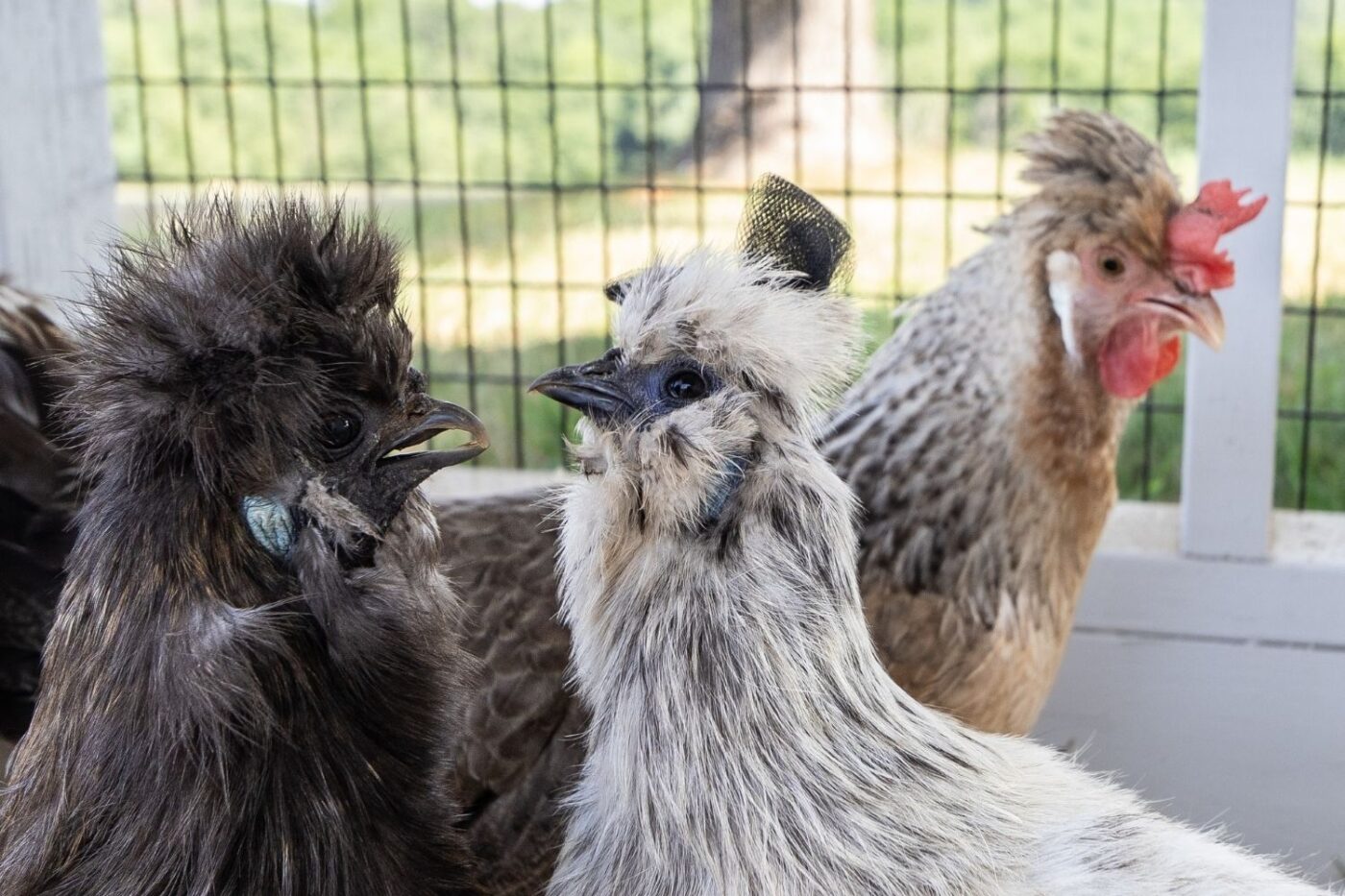 how many chickens can I have in oklahoma