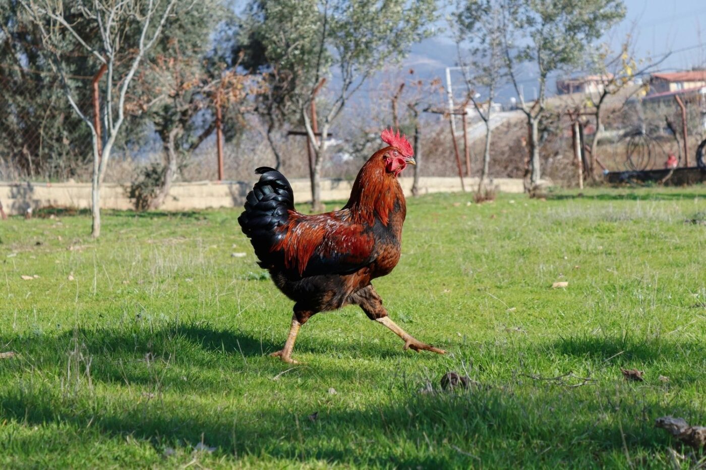 rooster in backyard (1)