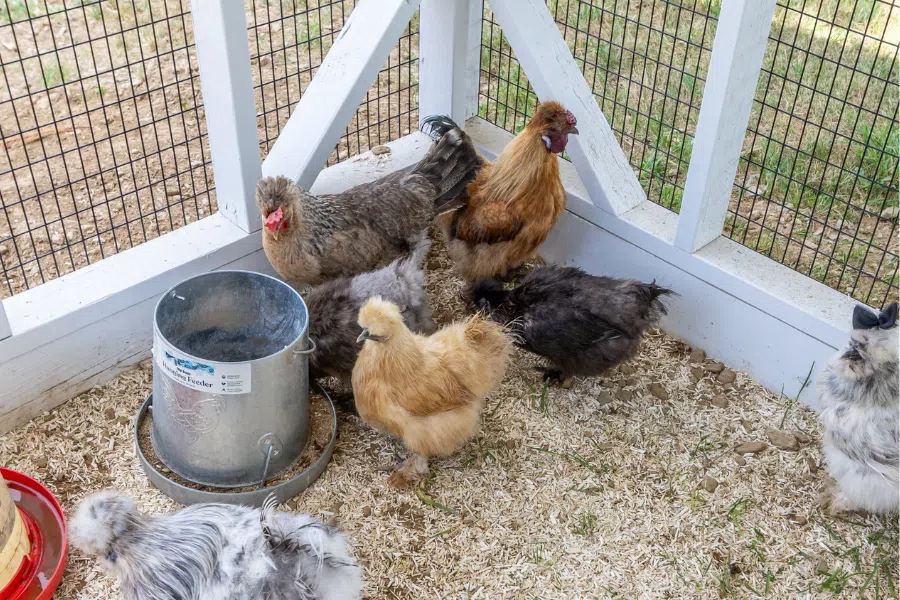 backyard chickens in Oregon by feeder in attached run of coop