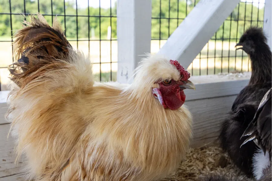 black and tan fluffy chickens inside outdoor run in chicken coop in Oregon