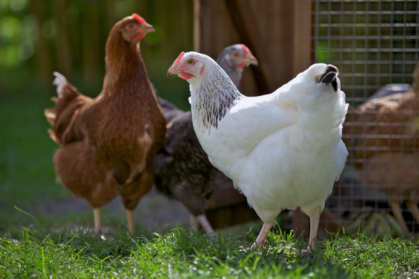 backyard chickens in rhode island