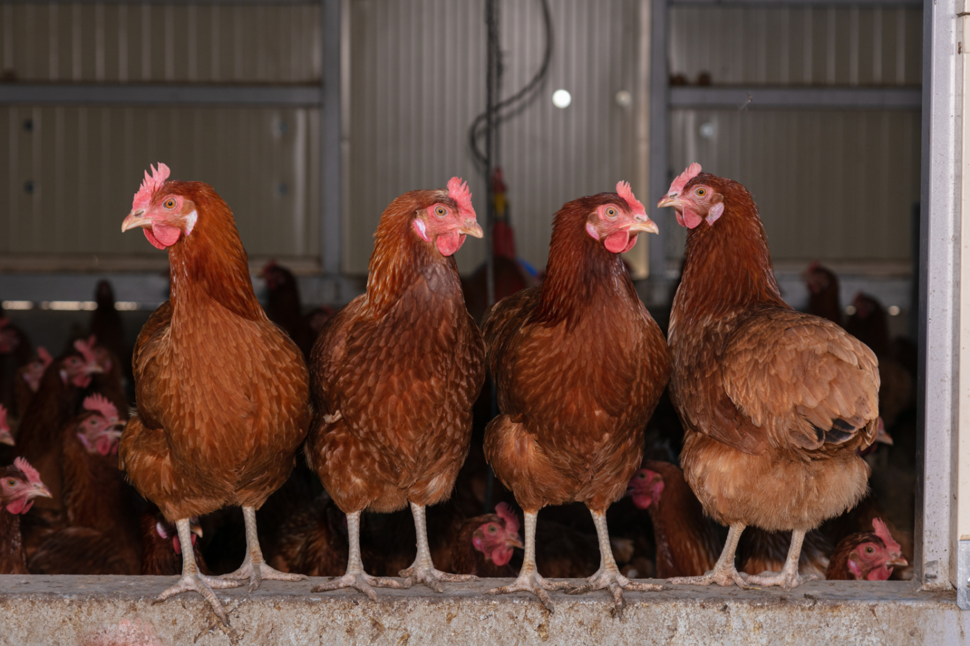 chickens for backyard in rhode island