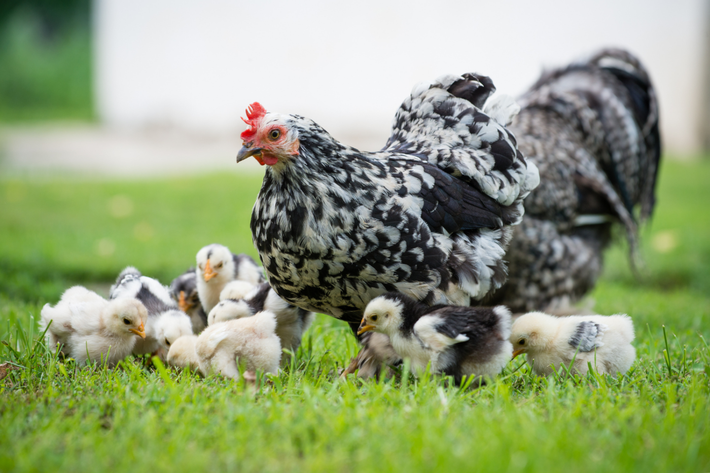 hen with chicks for backyard in rhode island