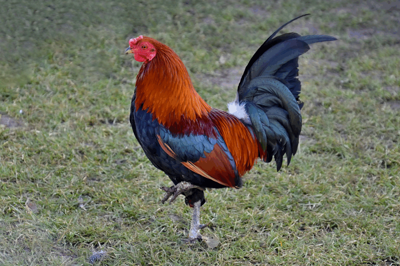 are roosters allowed in virginia