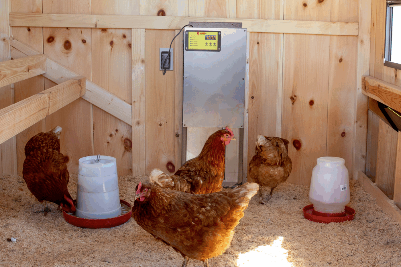 automatic chicken coop door for chickens in virginia